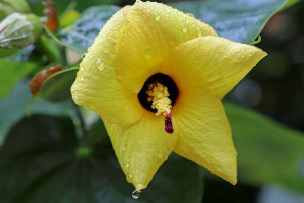 A yellow flower with water drops on it.