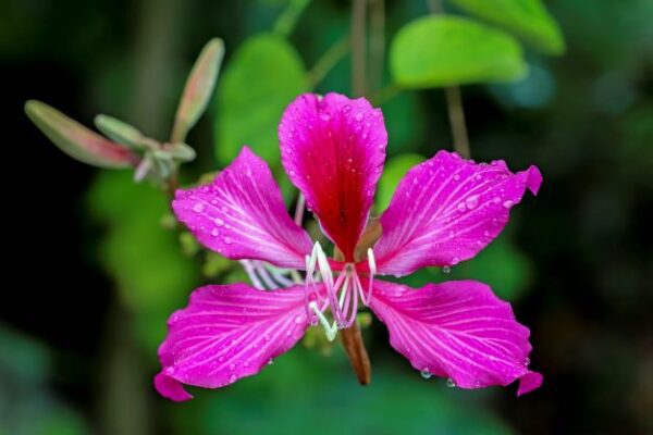 A close up of the flower of a pink plant