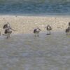 A group of birds standing on top of the beach.