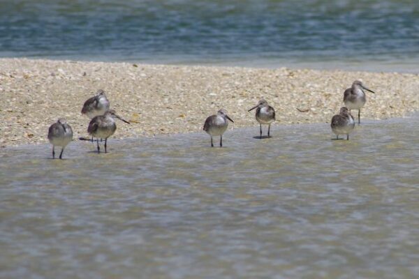 A group of birds standing on top of the beach.