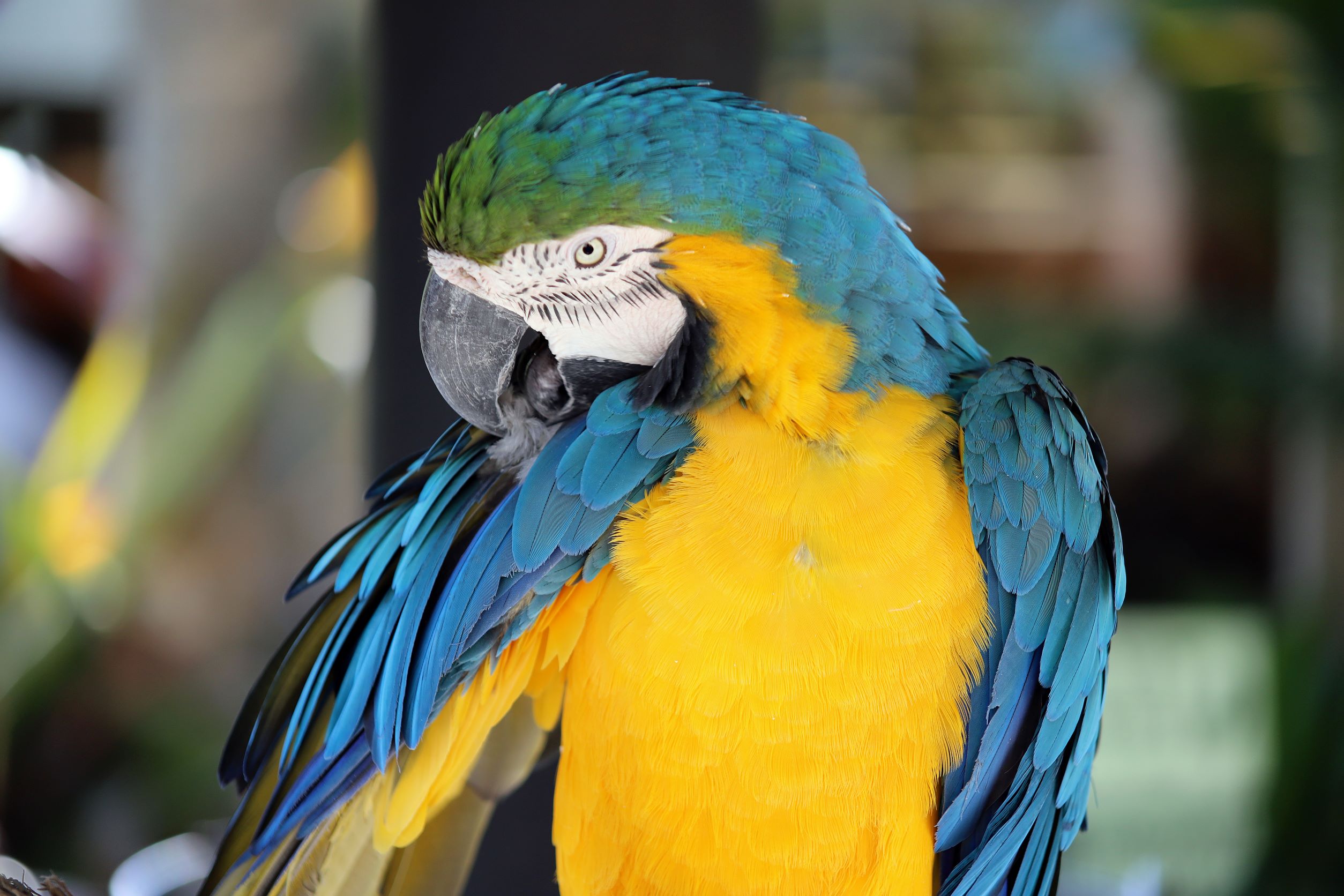 Blue & Yellow Macaw 2