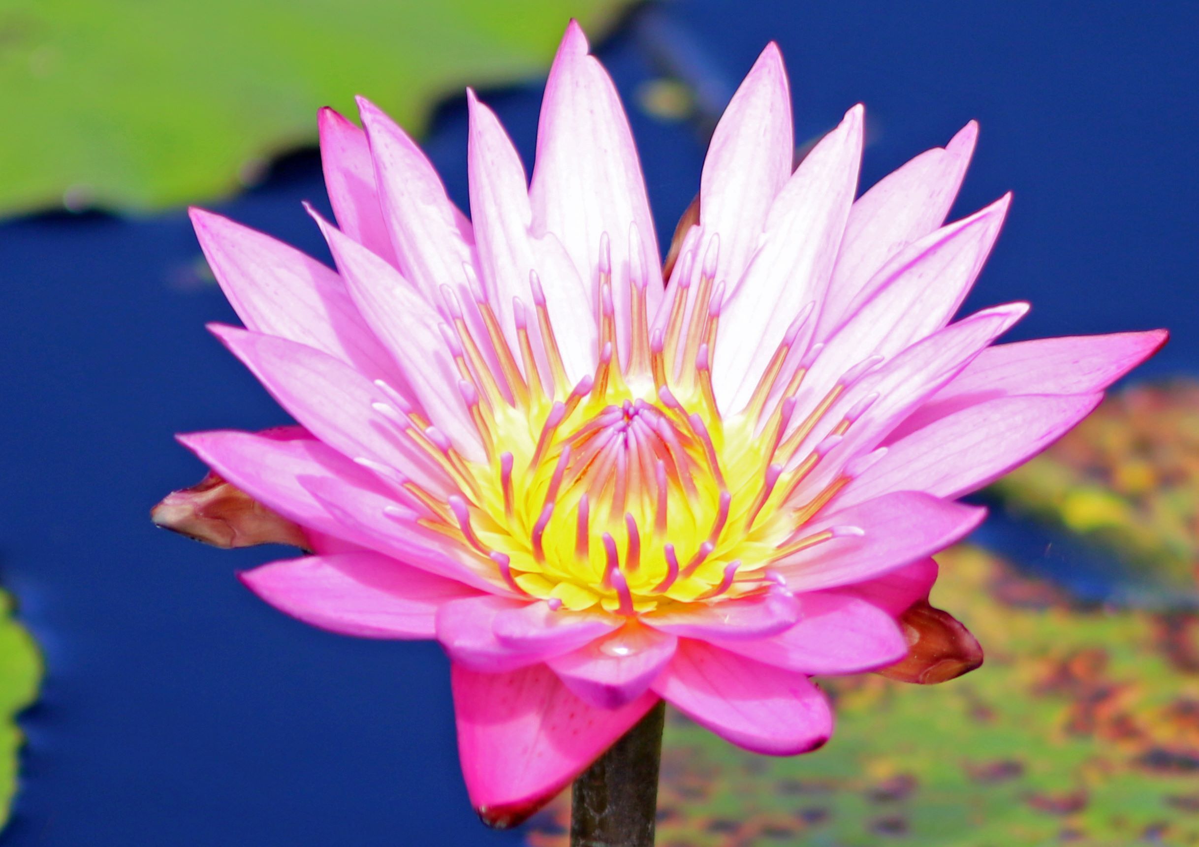 Bright Pink Water Lily Flower