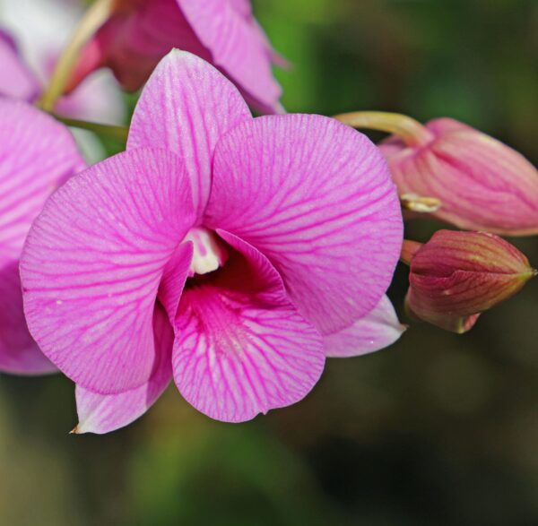 A close up of the flower of a pink plant