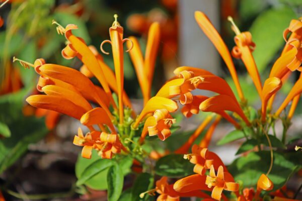 A close up of orange flowers with green leaves