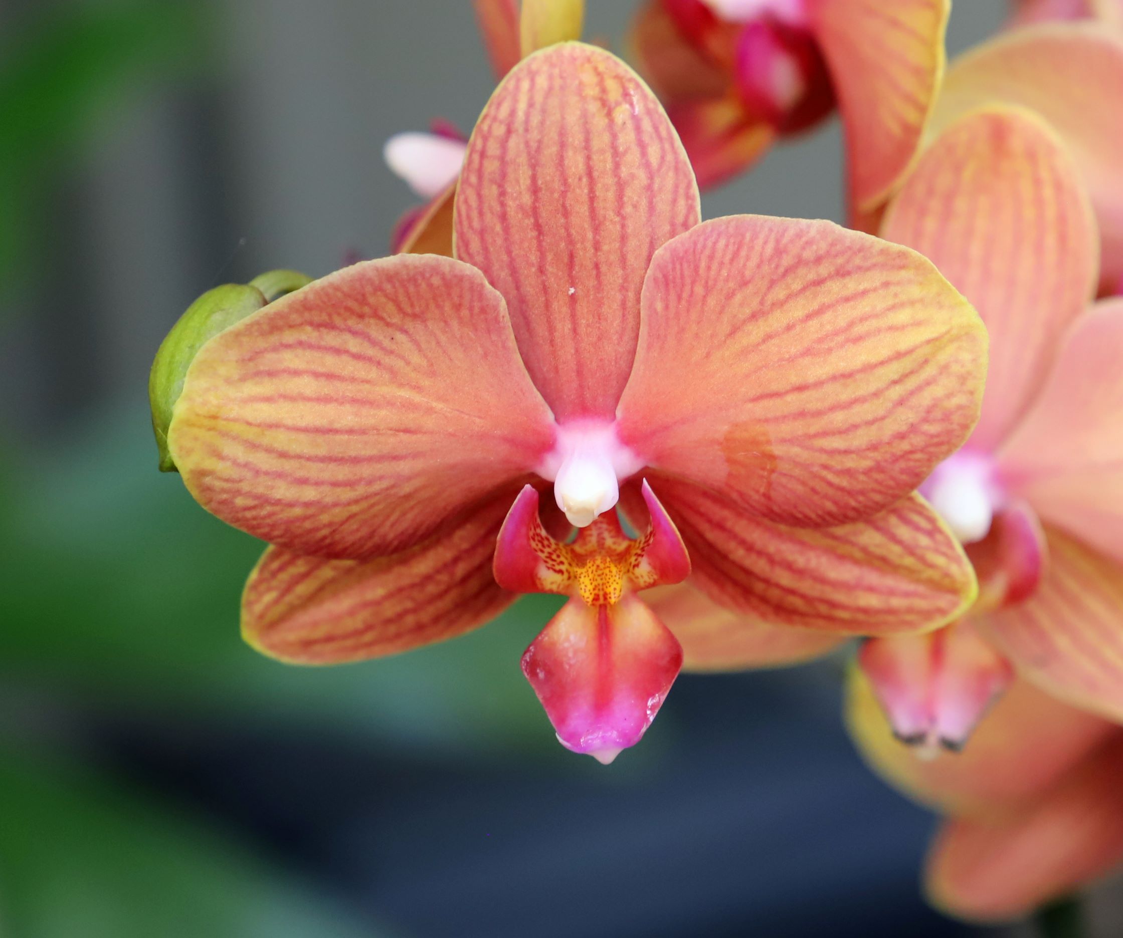Peach color Orchid