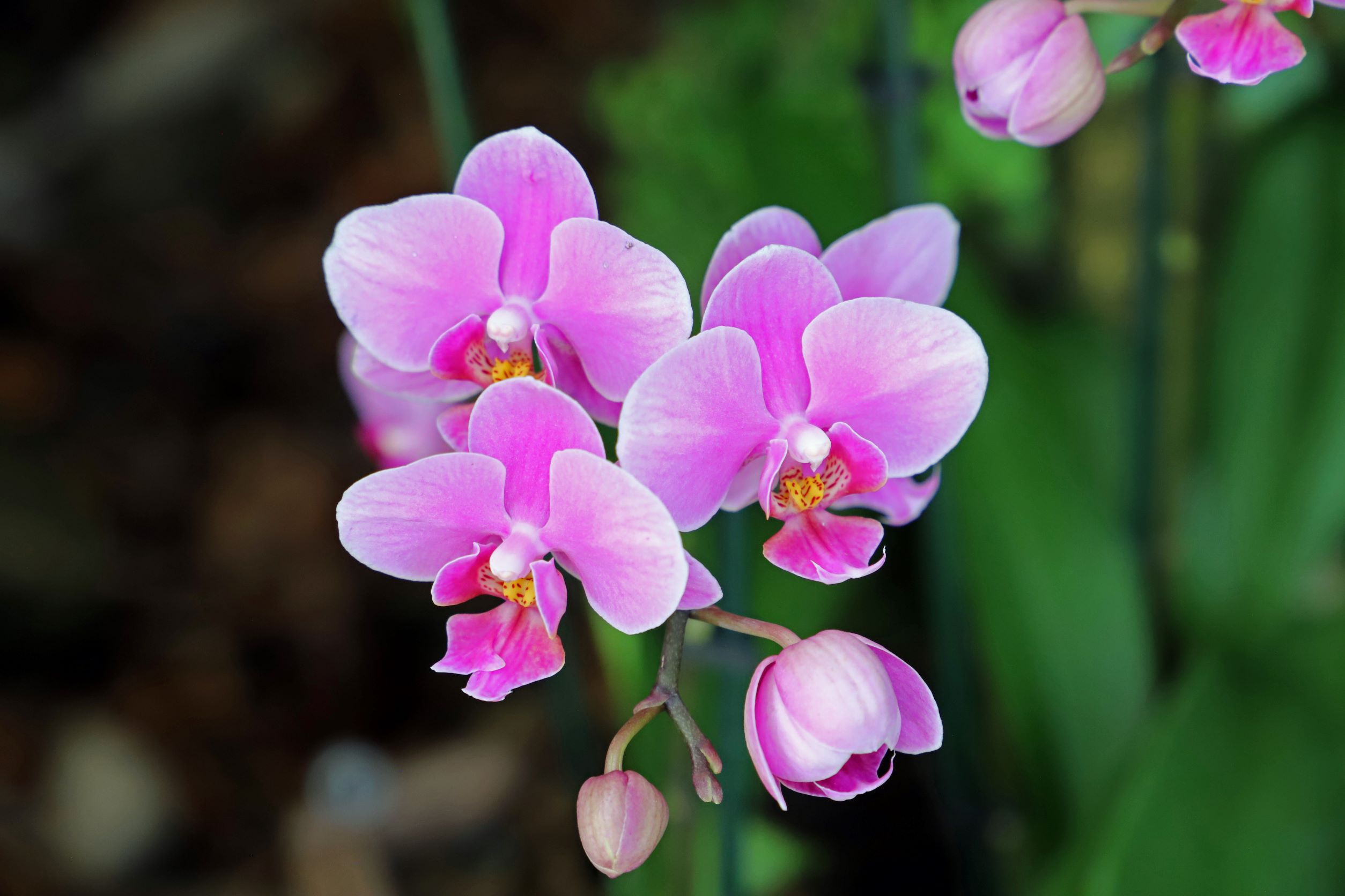 Pink Cluster of Orchids3