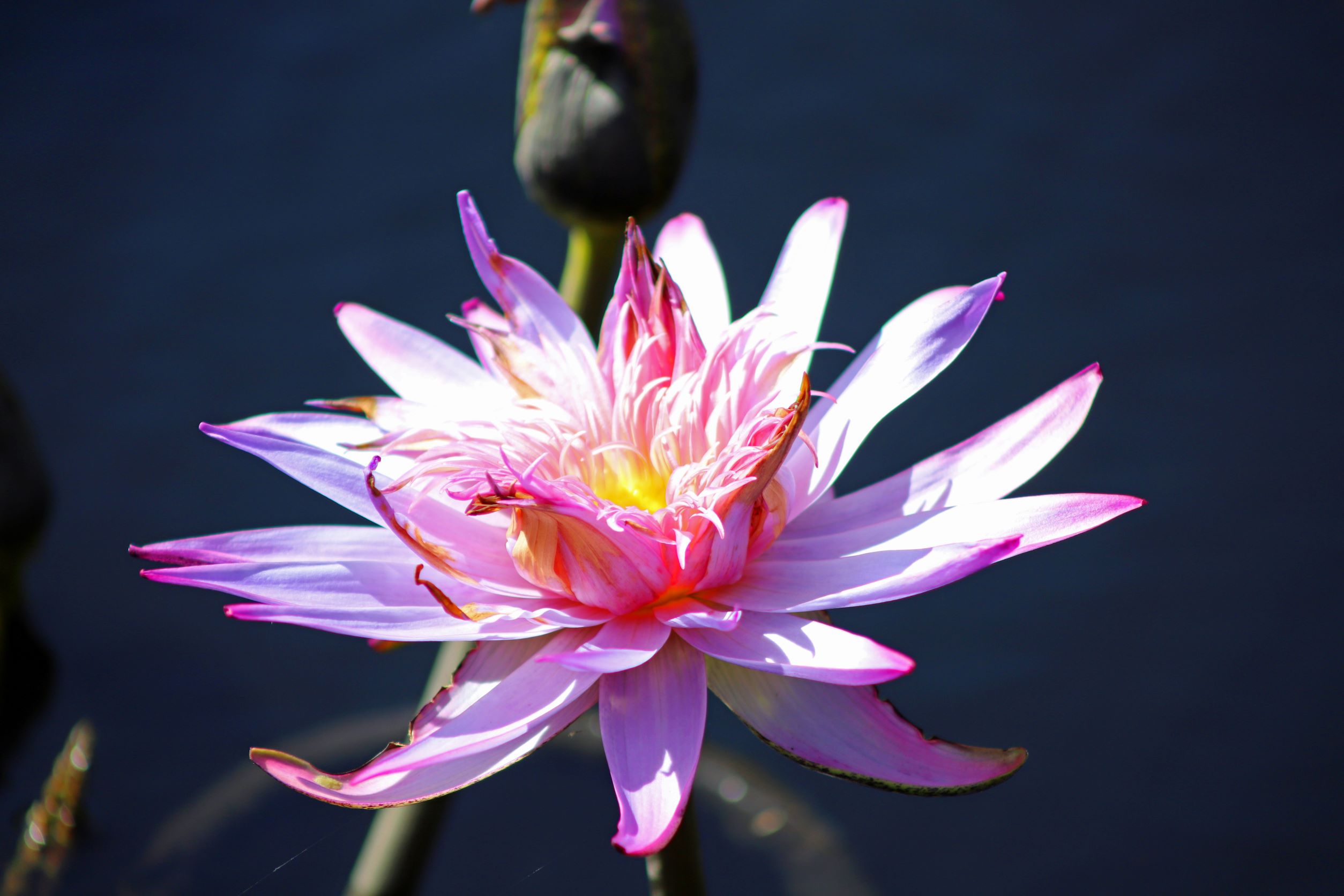 Pink Water Lily Flower2