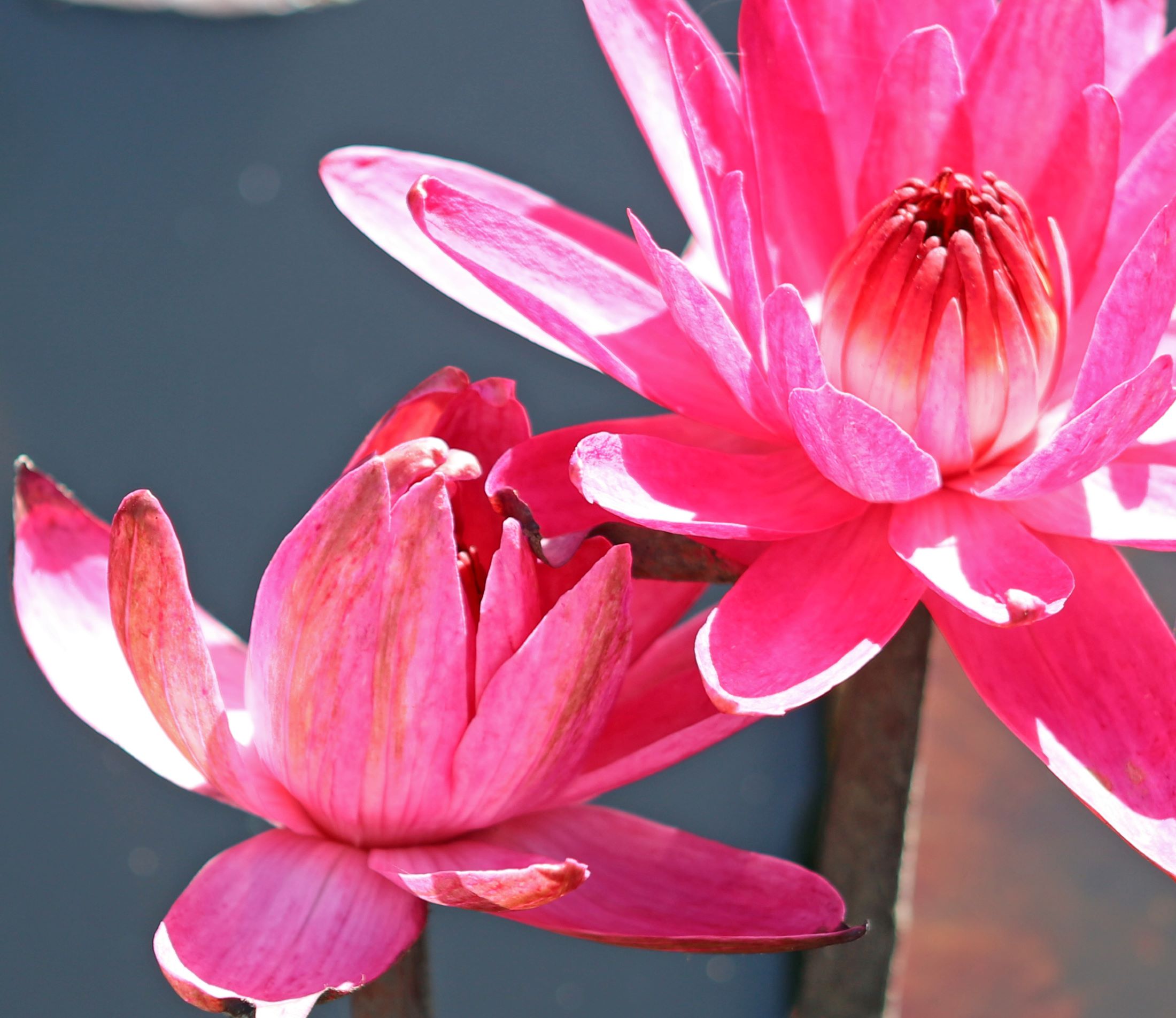 Pink Water Lily Flower3