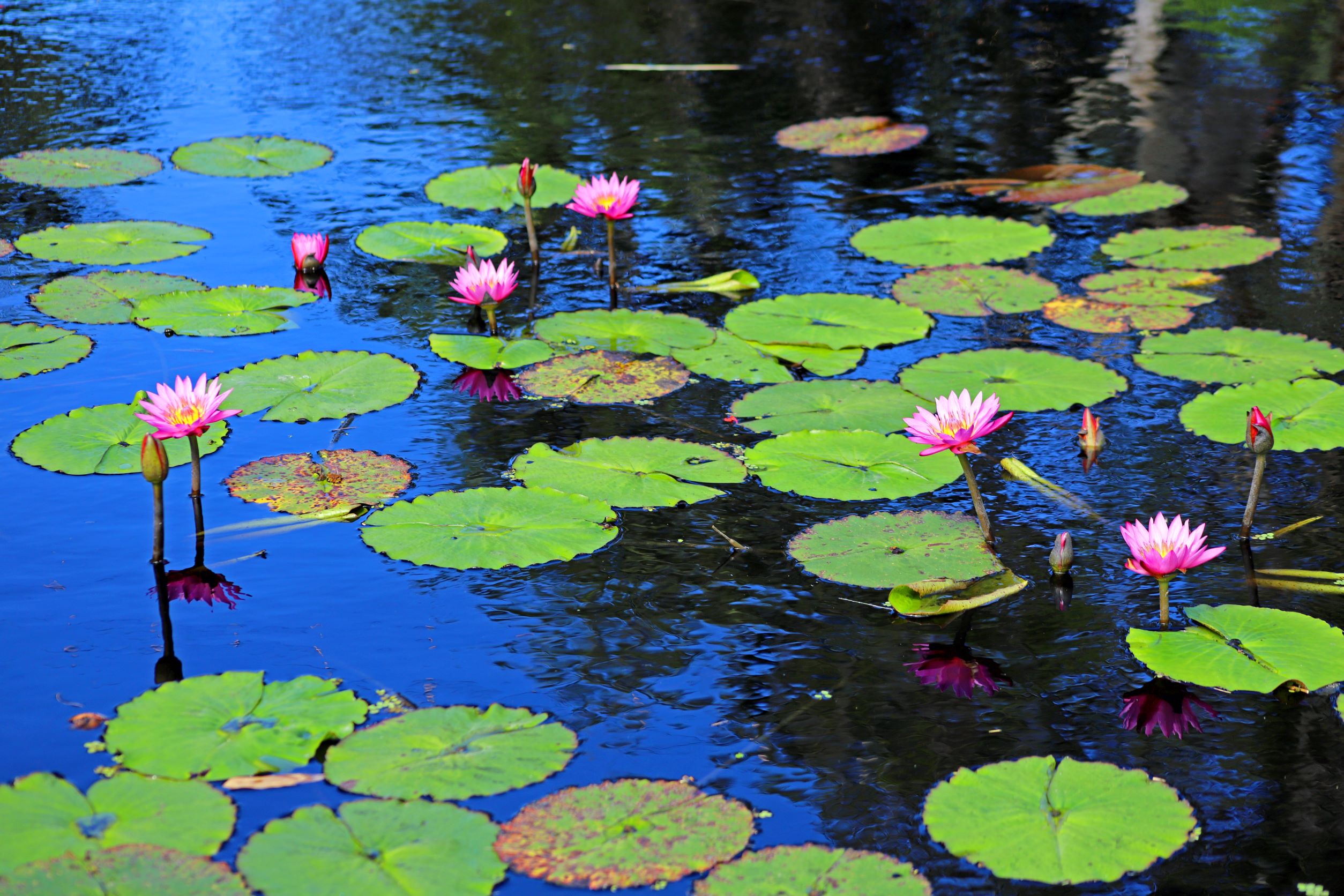 Pink Water Lily Flowers