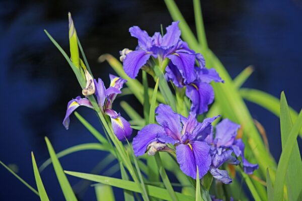 A close up of purple flowers in the grass.