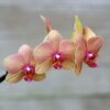 Three pink flowers are hanging from a branch.