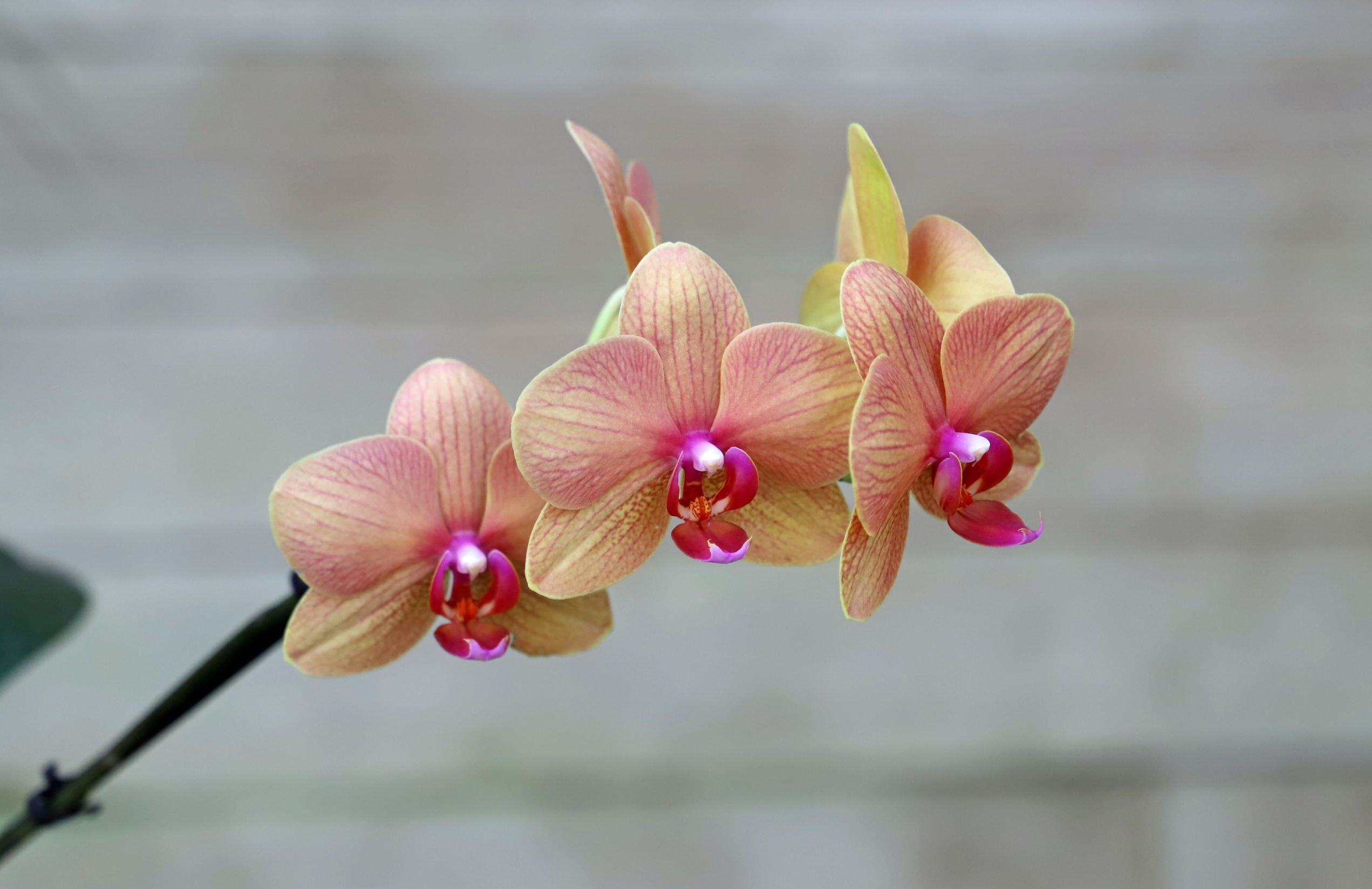 Stem of Orchids