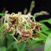 A close up of some flowers with green leaves