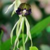 A close up of the flower of an orchid plant