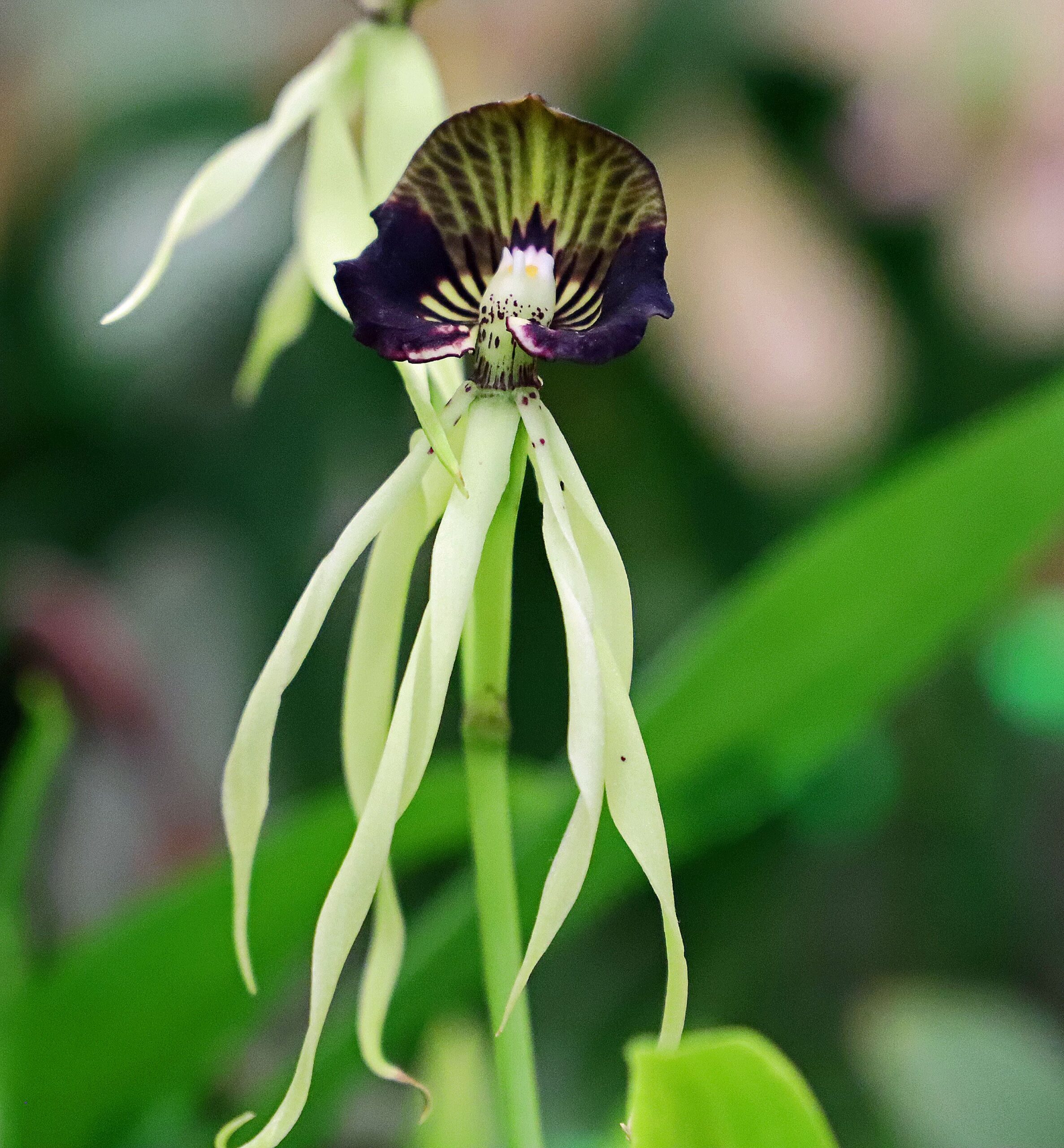 Clamshell Orchid