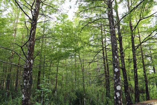 A forest with many trees and lots of green leaves.