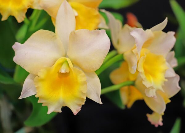 A close up of some yellow flowers