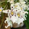 A close up of some flowers with purple and white markings