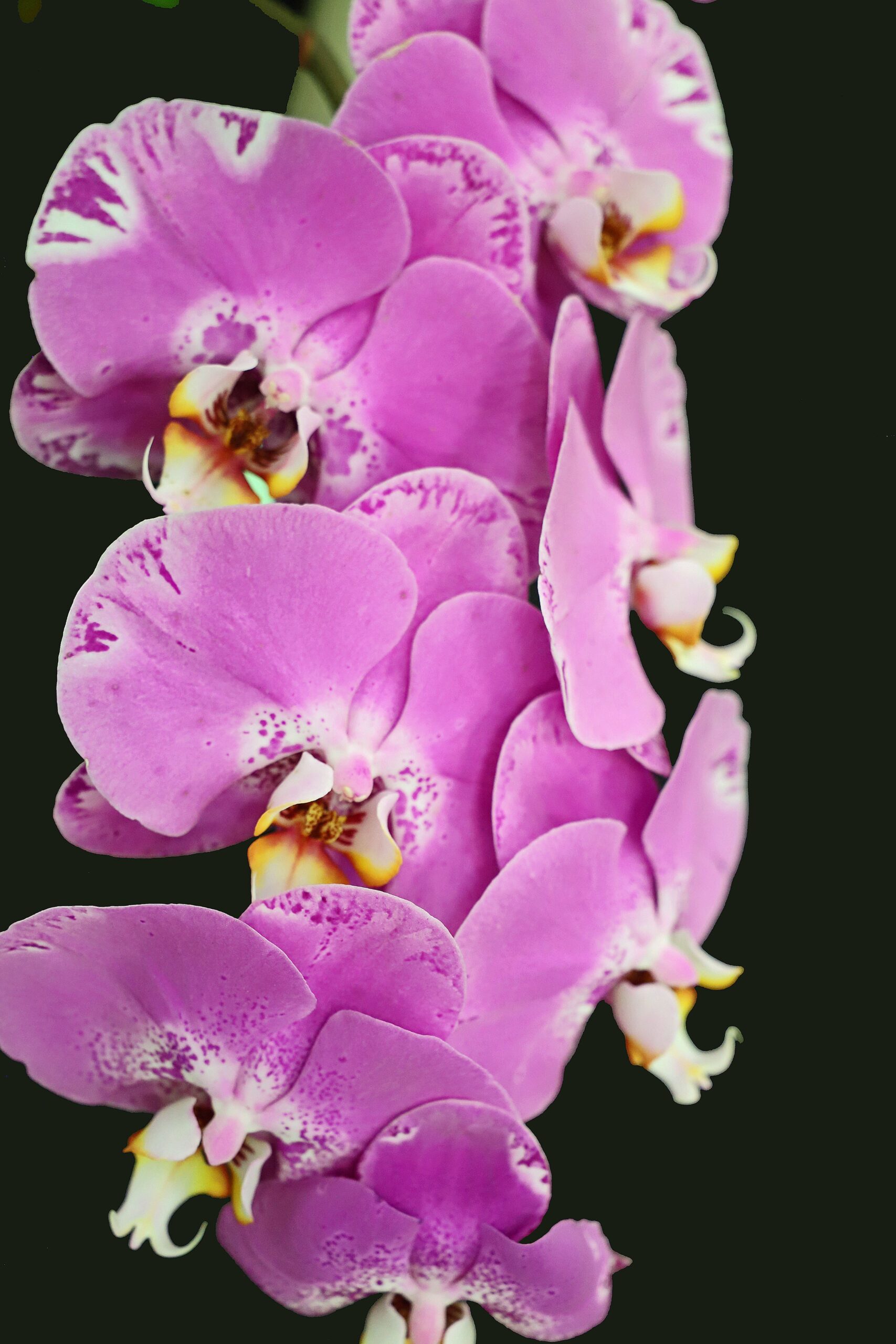 Moth Orchid 10