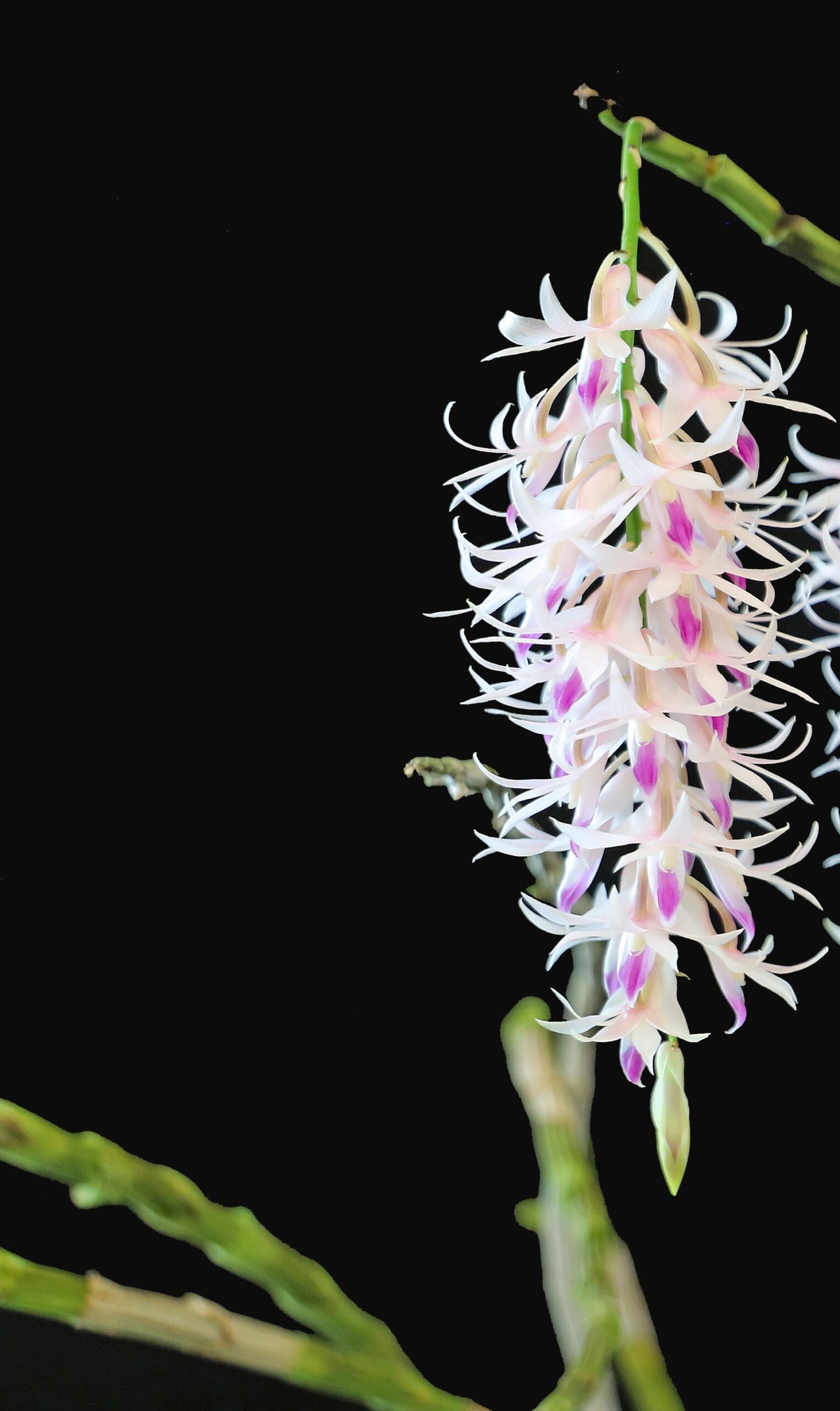 Noble Dendrobium Orchid