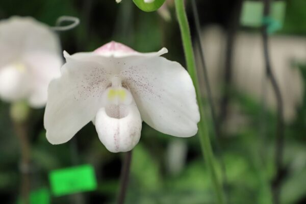 A close up of the flower of an orchid