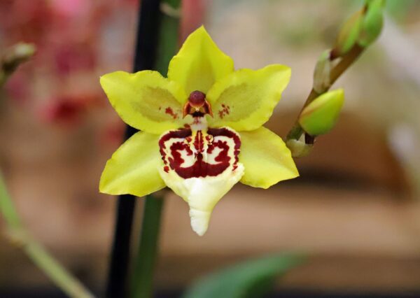 A yellow flower with red markings on it.