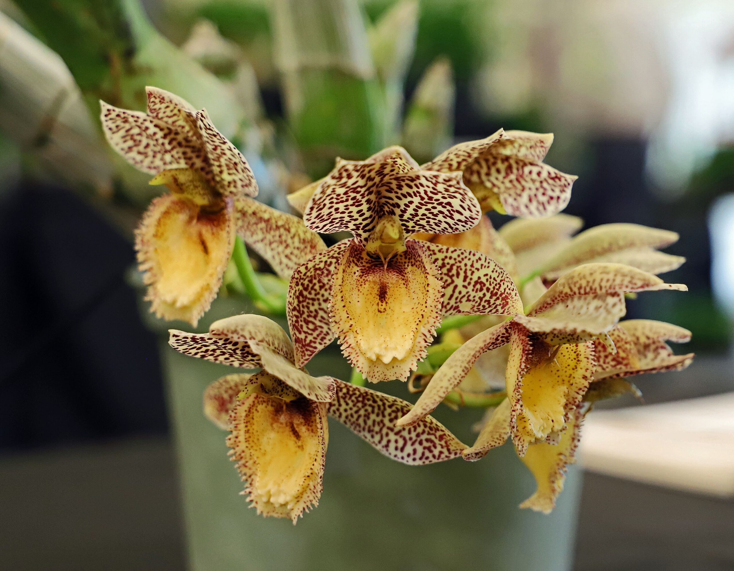 Unique Orchid