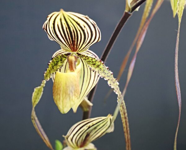 A close up of the flower of an orchid plant