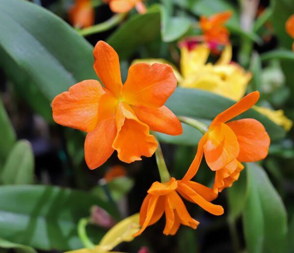 A close up of some orange flowers with green leaves