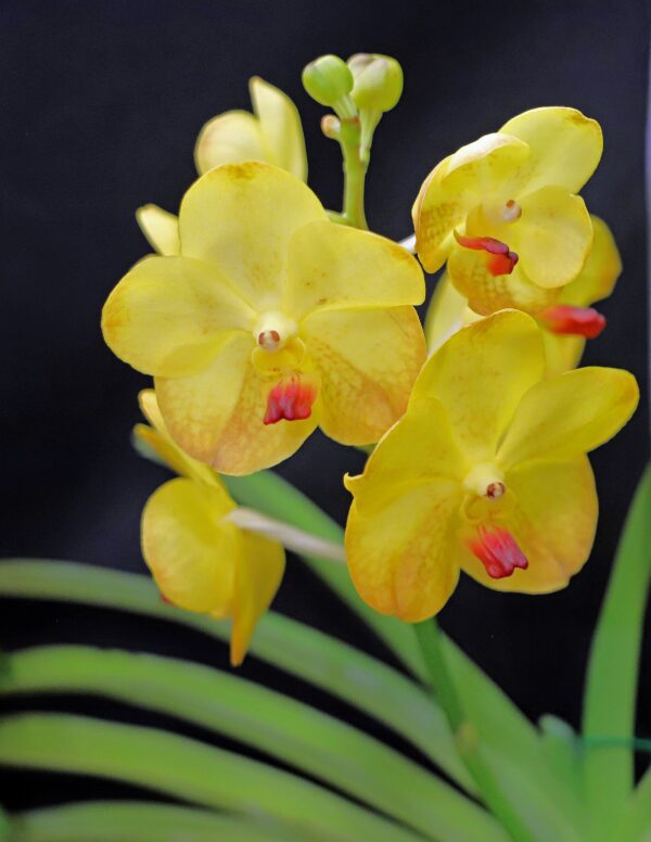 A close up of some yellow flowers