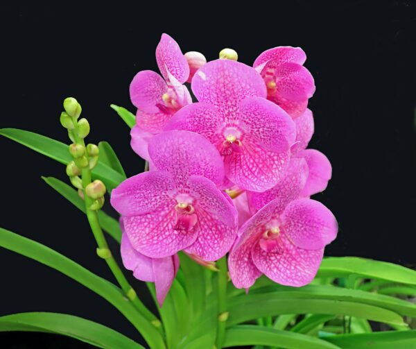 A close up of some pink flowers with green leaves