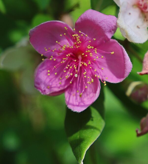 A close up of the flower of an apple tree.