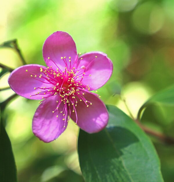 A close up of the flower with green leaves in the background