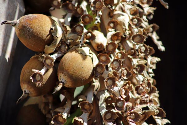 A bunch of nuts are stacked together on top of each other.