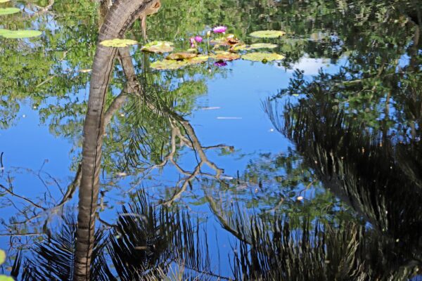 A body of water with trees and bushes in the background.