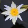 White water lily with yellow center.