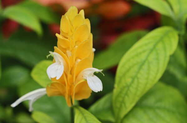 Golden Shrimp Plant