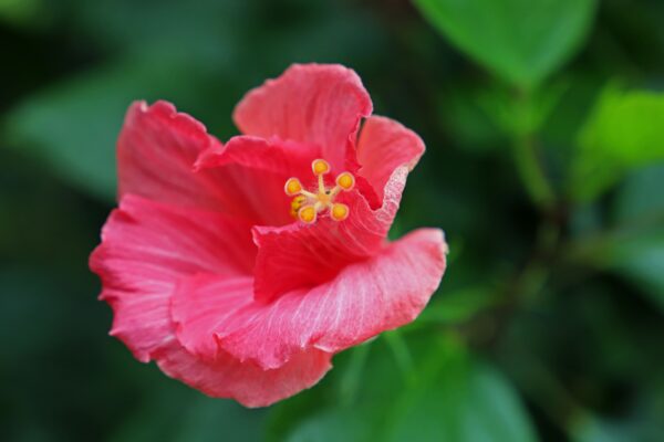 Hibiscus 3