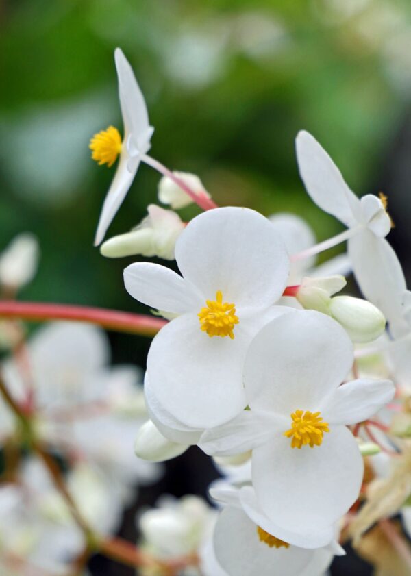 Wax Begonia